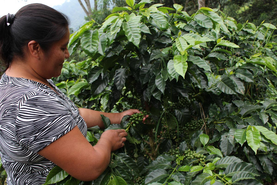 Honduras Angela Dominguez