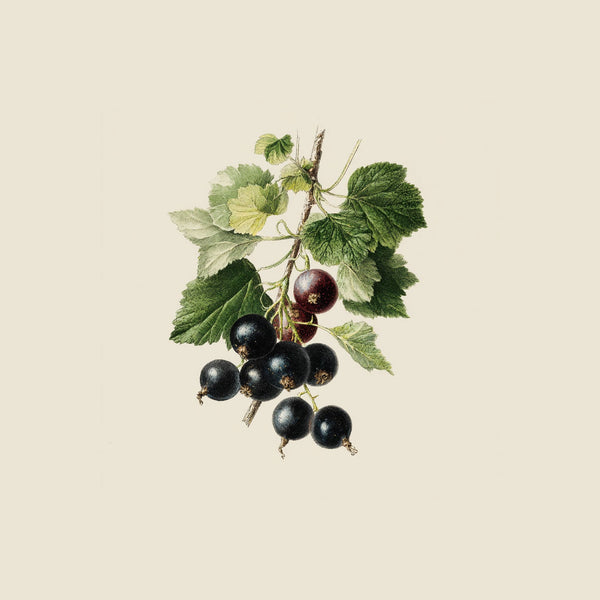 Black Currant