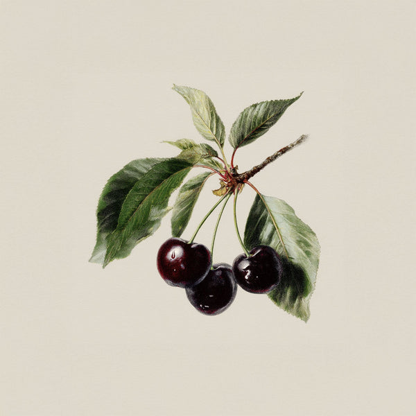 Cherry