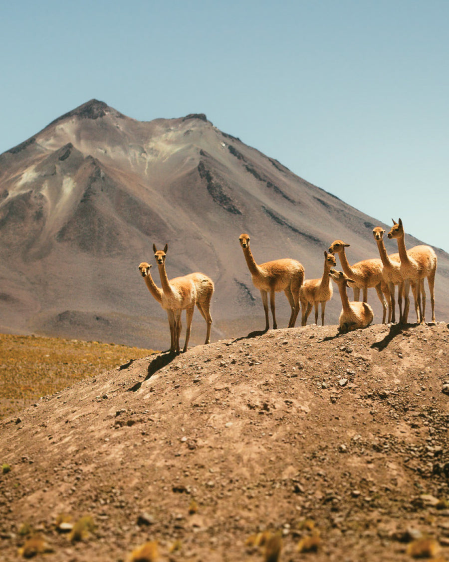 Zambia Kateshi Estate