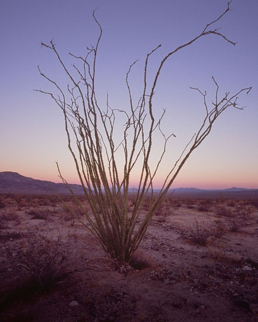 Honduras Angela Dominguez