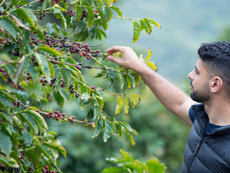Monk of Mokha Rare Coffee Bundle