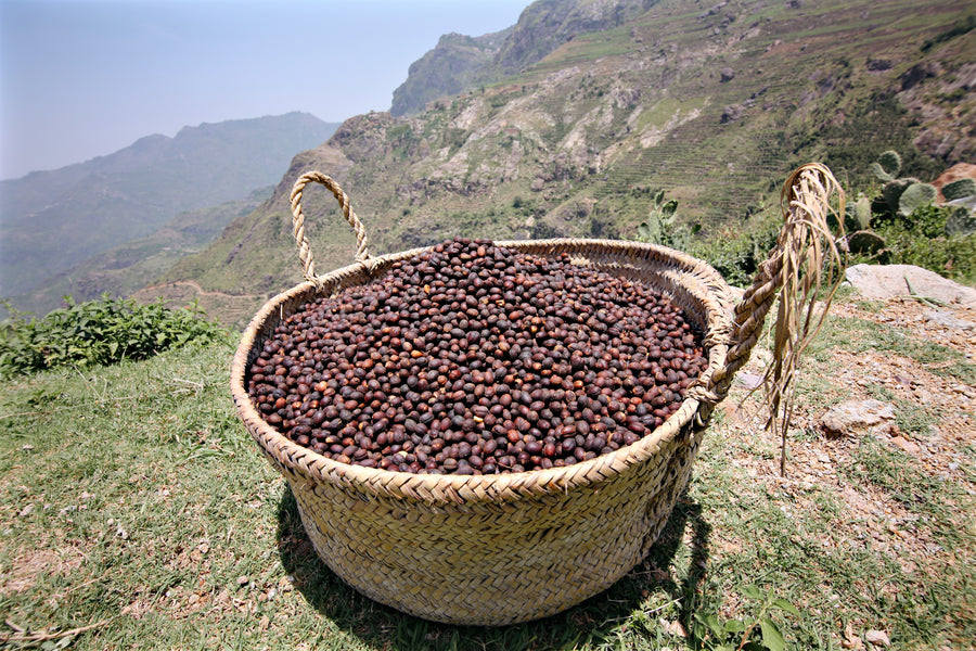 Monk of Mokha Rare Coffee Bundle