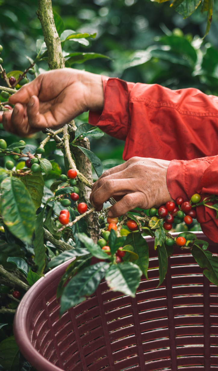Panama Classic Reserve Finca Lerida