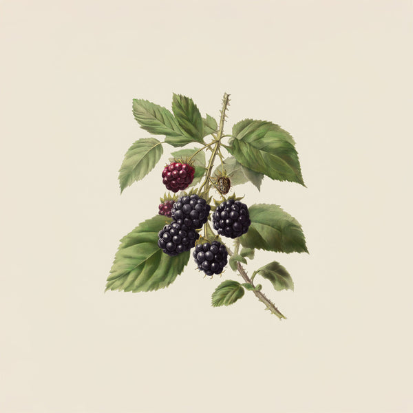 Blackberry