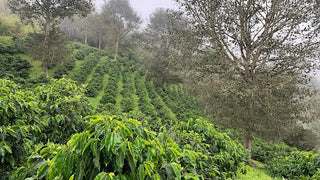 Ecuador Finca Cruz Loma